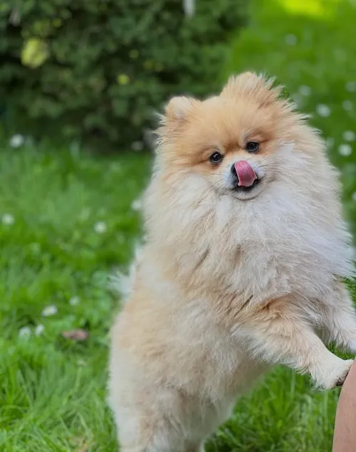 Šeimininkai Kauno centre ieško pabėgusio šuns / Skaitytojų nuotr.