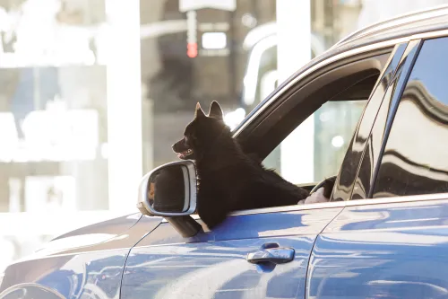 Pavasaris Laisvės alėjoje, šuo