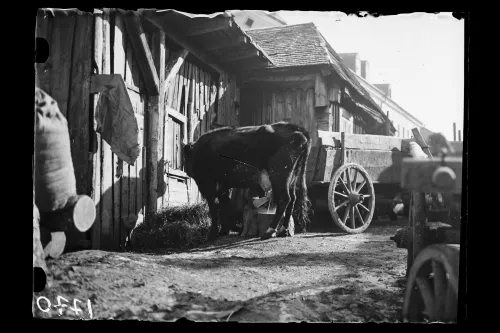 Rytas Senamiesčio kieme. XX a. 3 deš. Fotografas Antanas Ingelevičius Lietuvos nacionalinis muziejus, ENeg 1770