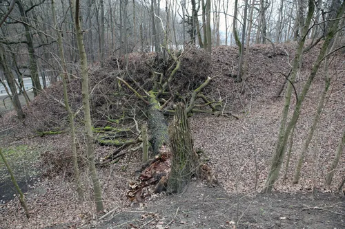 Nulūžęs senolis ąžuolas Parodos gatvės kalno pašonėje / M. Patašiaus nuotr.