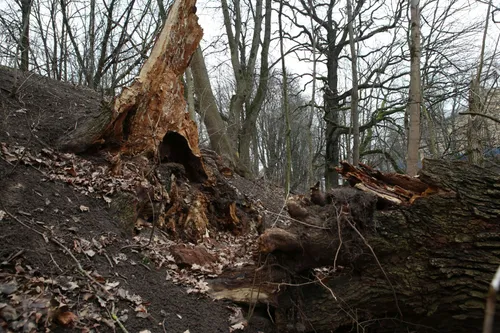 Nulūžęs senolis ąžuolas Parodos gatvės kalno pašonėje / M. Patašiaus nuotr.