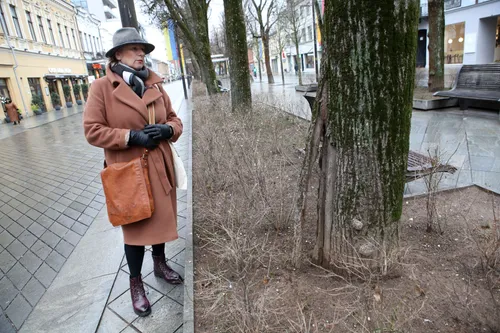 Ligota liepa Laisvės alėjoje / M. Patašiaus nuotr.