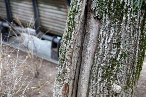 Ligota liepa Laisvės alėjoje / M. Patašiaus nuotr.