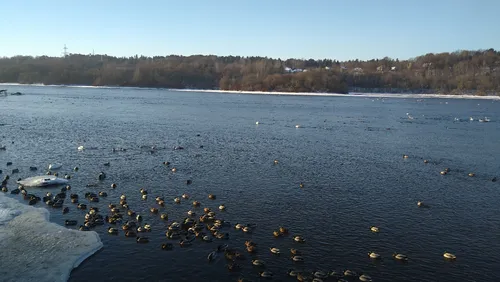 Paukščių skaičiavimas