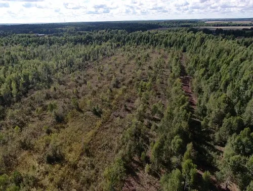 Žaliasis raistas / VMU nuotr.