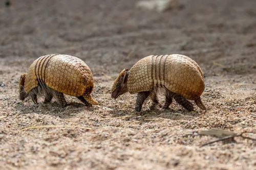 Rutulinis šarvuotis_2