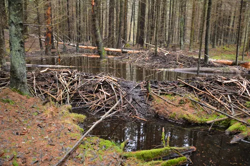 Bebraviečių kontrolė - užtvankų ardymas - DSC_9418