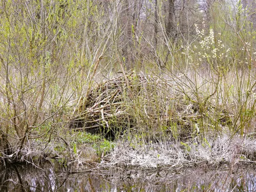 Bebrų buveinė (L.Skirbutienė)