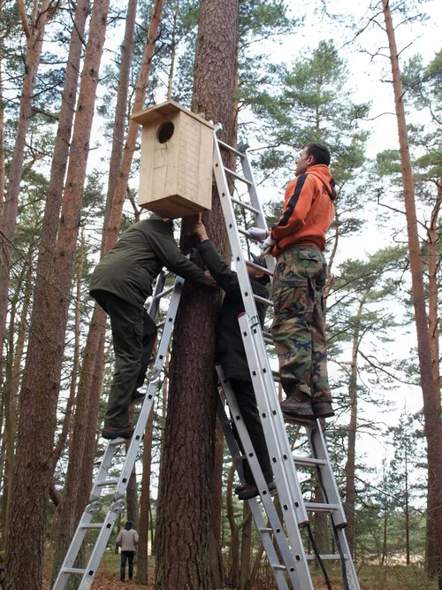 Namai sugrįžtantiems paukščiams / Valstybinių miškų urėdijos nuotr.