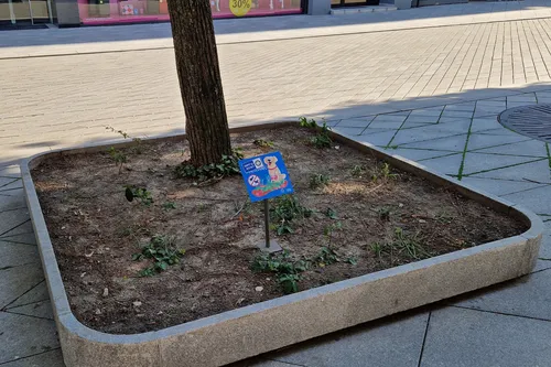 Laisvės alėjos klombos / Skaitytojų nuotr.