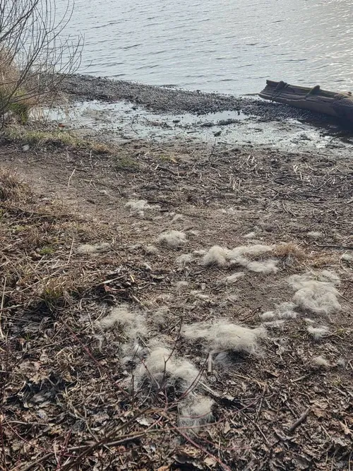 Kailis prie Kauno marių