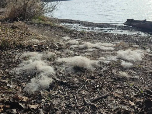 Kailis prie Kauno marių