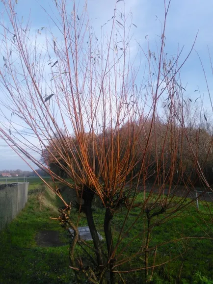 fjwwb nl public 7 7 8 foto albert overloon 9xn9ze ringwerpen5 1