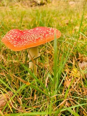 308630077 5243580759086115 158053978026173248 n