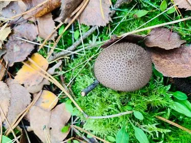 310226269 1193412051209210 6003015118488454099 n