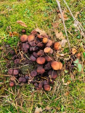 310798860 498754482138157 8628391163604520327 n