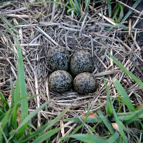 336657708 221128173845719 4400923027441834186 n