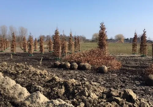 beukenwachtend