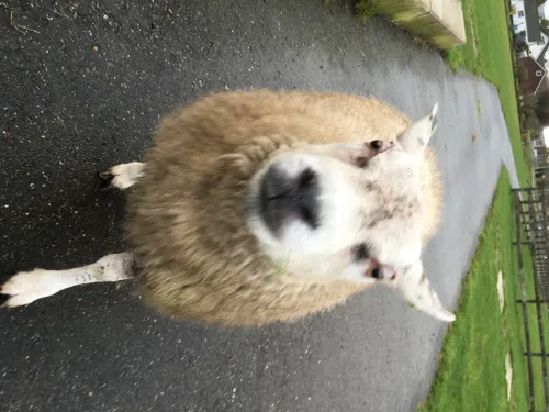 brutaal schaap bijna in de camera e1454175088606