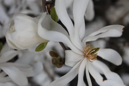 11149833 809244415824359 7590419573312026240 o