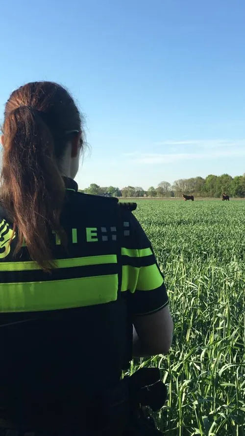 13164263 497527083788101 2440693014985097176 n