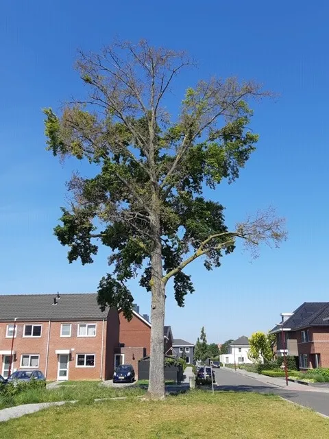 97994981 2966850533408903 6654872480202620928 n