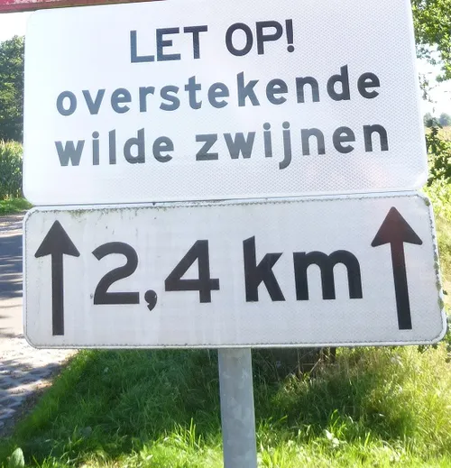bord overstekende wilde zwijnen