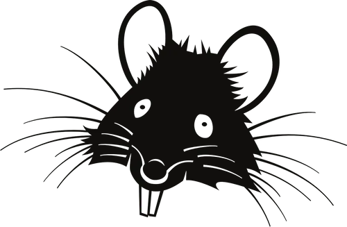 rat 310639 1280
