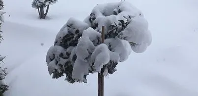 boom met sneeuw nicoline pinta o