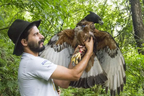 bzffn 2023tomas rivas fuenzalida profile black and chestnut eagle trapped in argentina