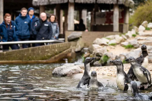 bzpenguinswide dierverzorgers kijken naar jonge pinguins