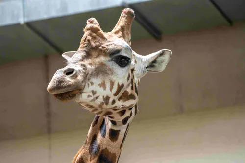 giraffentransportmira meijer koninklijke burgers zoo 1