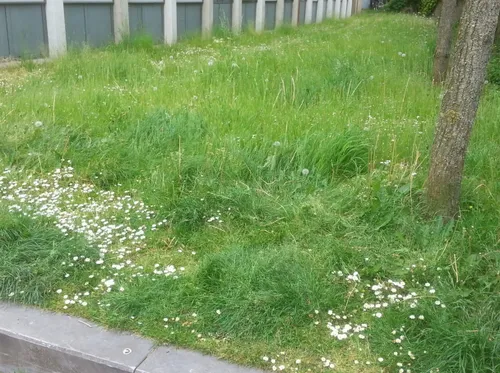 groenstrook stadhues