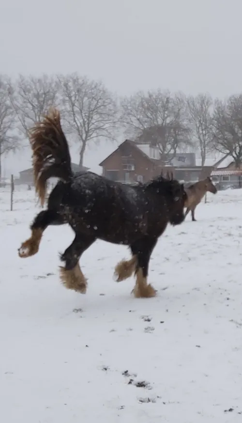 hoeve in huissen tamara yora o