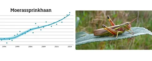 moerassprinkhaannaturetoday9b0b40ef c2d2 4746 97c5 fa07673edf1bjpgh340w848fmtwebpv1626947544