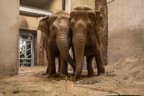Samen in Burgers' Zoo Arnhem<br>