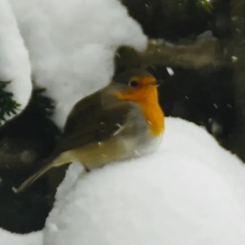 roodborstje huissen sonja brouwer