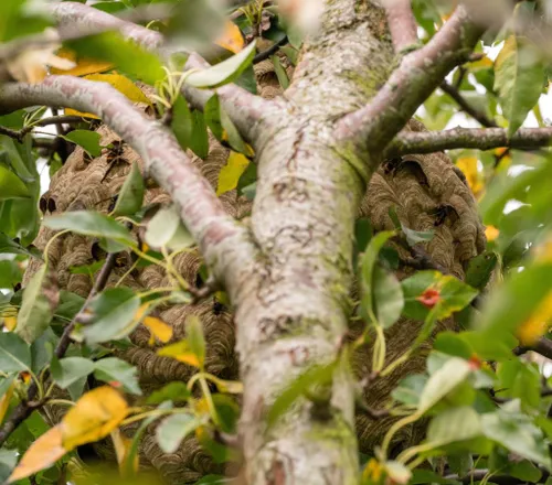 wespennestbeestjeskwijt