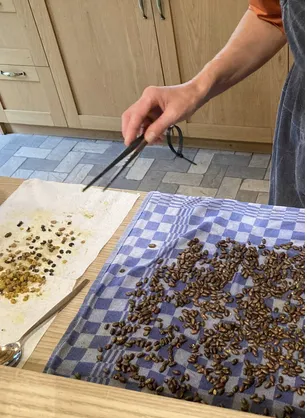 cocons oogsten van solitaire bijen