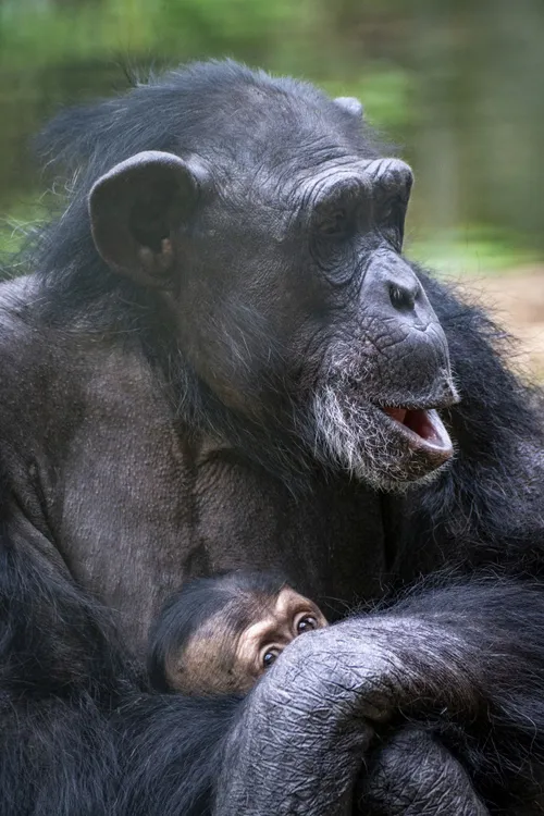 Chimpansee met jong<br>