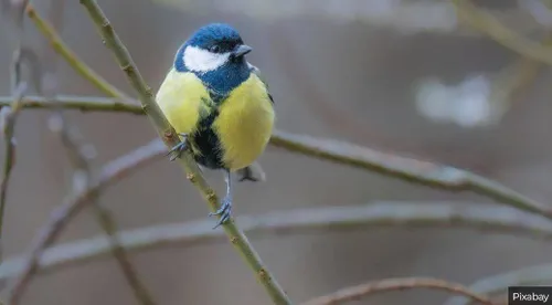 De koolmees staat op nr. 2<br>
