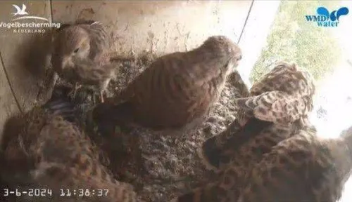 Volle bak bij de torenvalk in 2024. Foto:
Vogelbescherming Nederland.