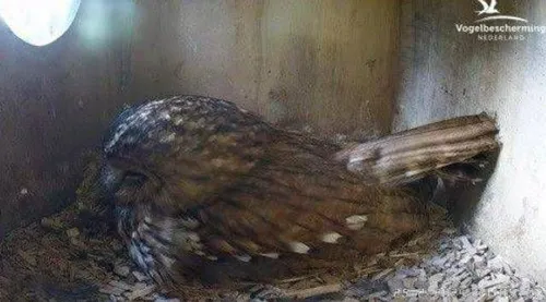 vogelbeschermingwageningennieuwsnl