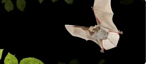 vleermuizenrollin verlindevleermuisnet