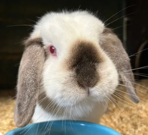 Jills Dierentehuis Arnhem