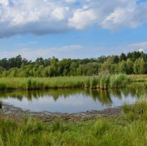 wisselse veen ronald oost roost mf00176 300jpg jpeg afbeelding 300 299 pixels