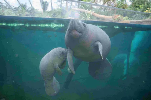 Zeekoe-met-jong-en-drijvende-andijvie-2-Foto-Mira-Meijer