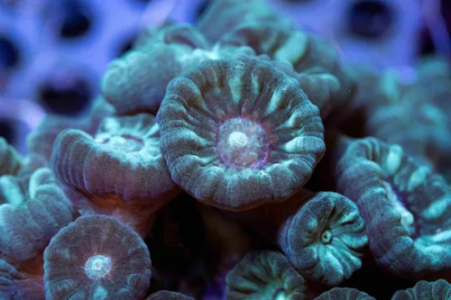 Close-up-koraal-4