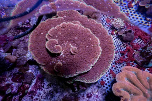 Close-up-koraal-5(1)