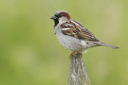 Huismus Jelle de Jong